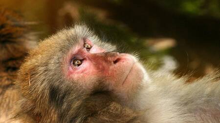 Mono - primate - animal