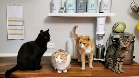 Gatos. Foto: Unsplash