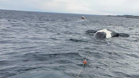 Ballenas muertas en Península Valdés. Foto: Télam