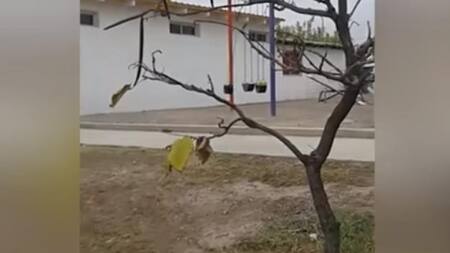 Niño fantasma en hamaca de Maipú - Video viral