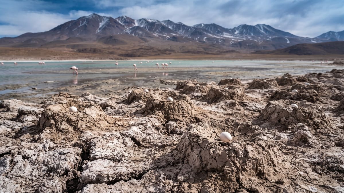 El hecho ocurrió en el Salar de Maricunga, ubicado en la Región de Atacama, Chile.