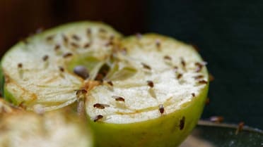 Cómo eliminar las mosquitas de la cocina: de vinagre a plantas aromáticas, los trucos caseros que sirven como repelente natural