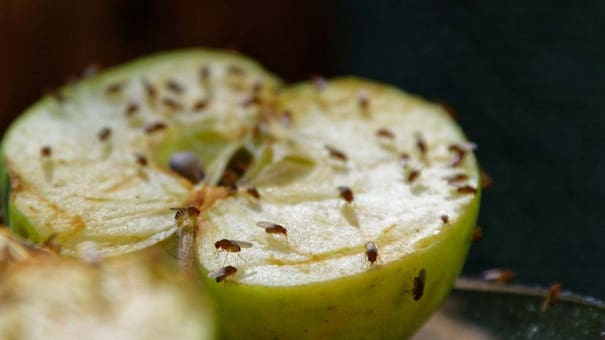 Enemigo indeseable en la cocina: el truco casero para eliminar moscas de las frutas