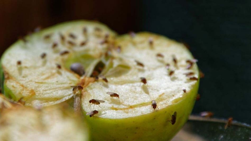 Cómo eliminar moscas en la fruta