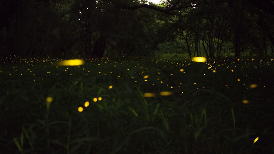 Luciérnagas. Foto: Unsplash