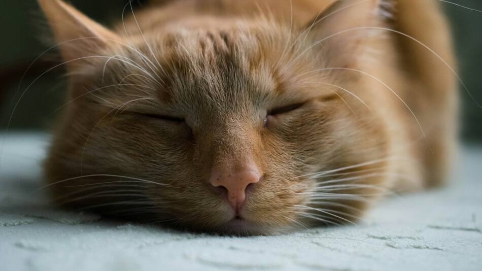 Los gatos modificarán su fisonomía en el futuro. Foto: Unsplash.
