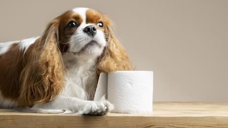 Cómo limpiar el pis de tu mascota. Foto Freepik