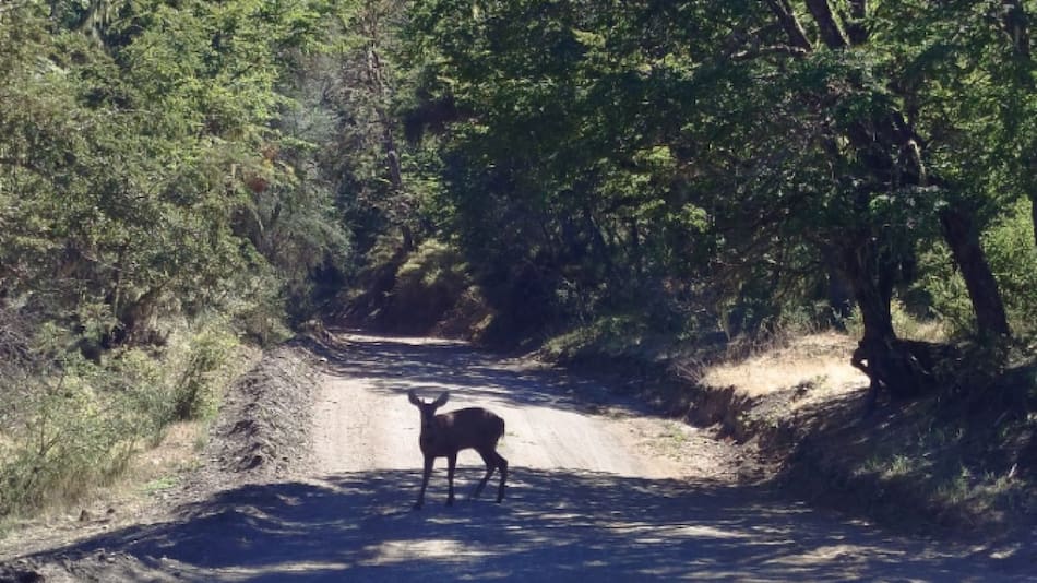 Este exótico animal se encuentra en peligro de extinción