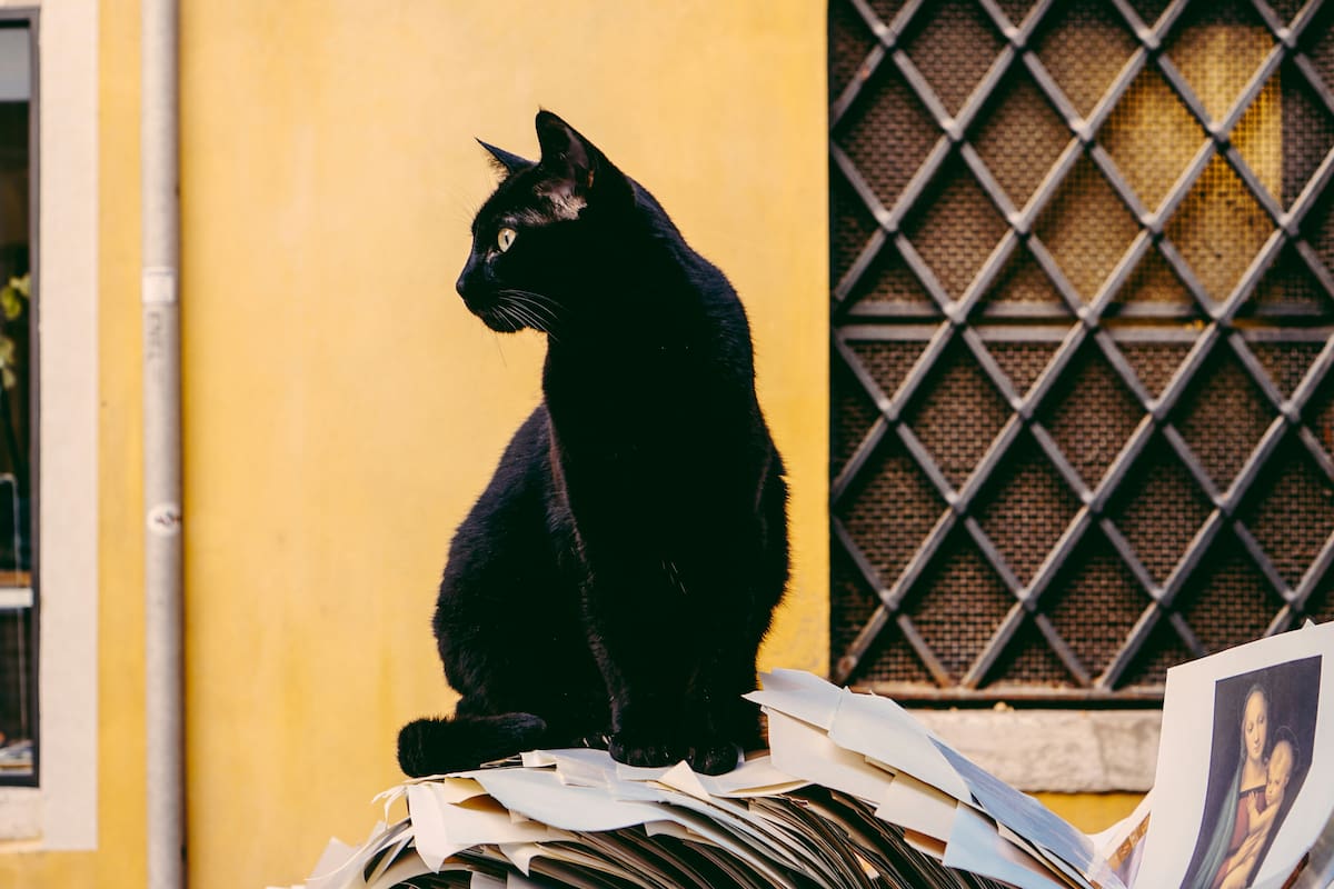 Gato; mascota; animales.