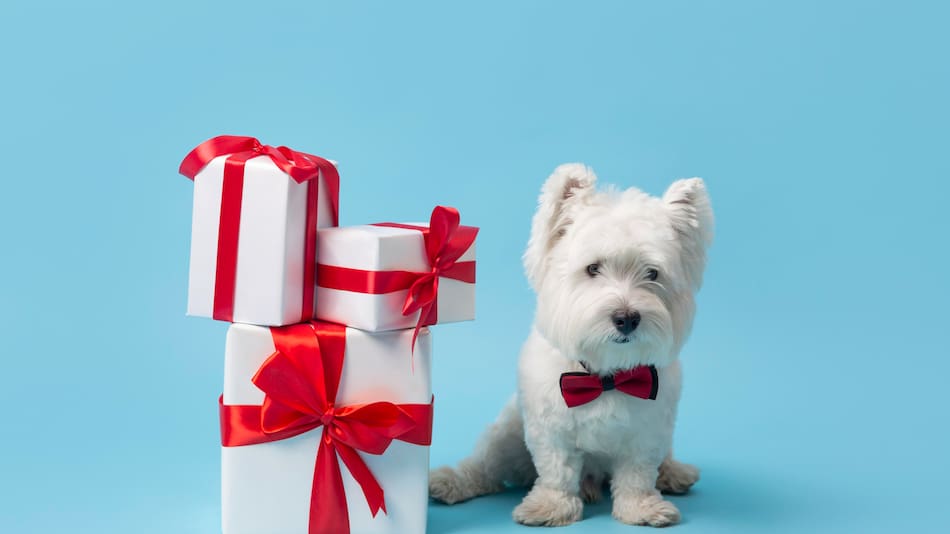 Regalos de Navidad para perros y gatos