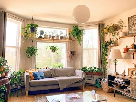 Plantas, hogar, casa. Foto Unsplash.