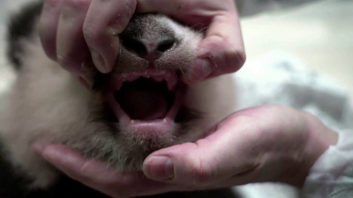 Oso panda bebé. Foto: captura.