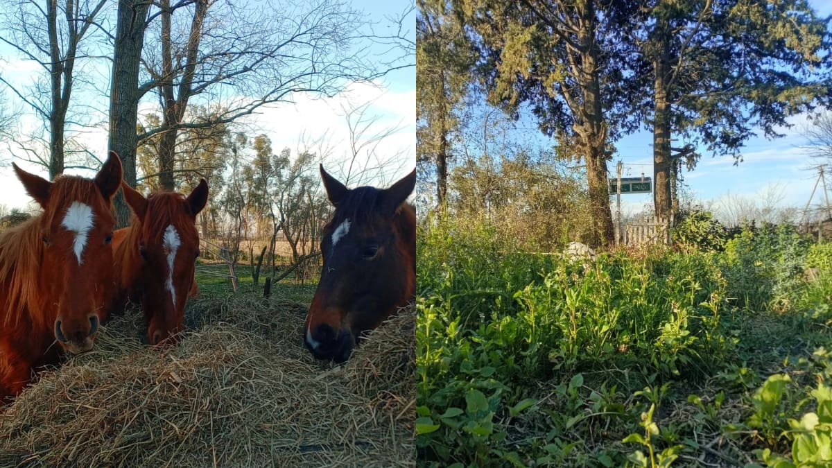 Buscan voluntarios para vivir en un refugio natural de Buenos Aires: ofrecen alojamiento, comida y formación en agroecología