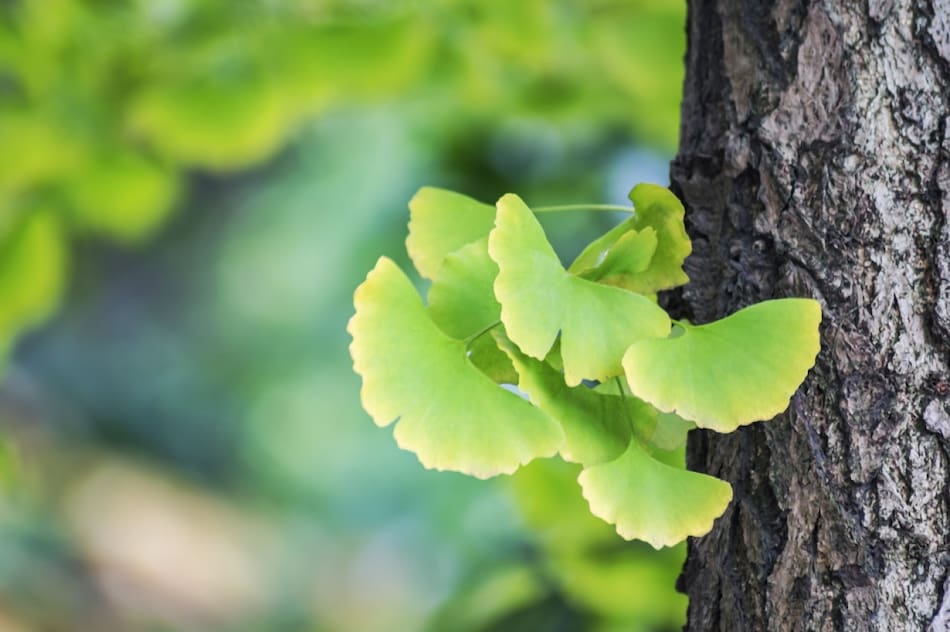 Árbol ginkgo biloba. Foto: Freepik.
