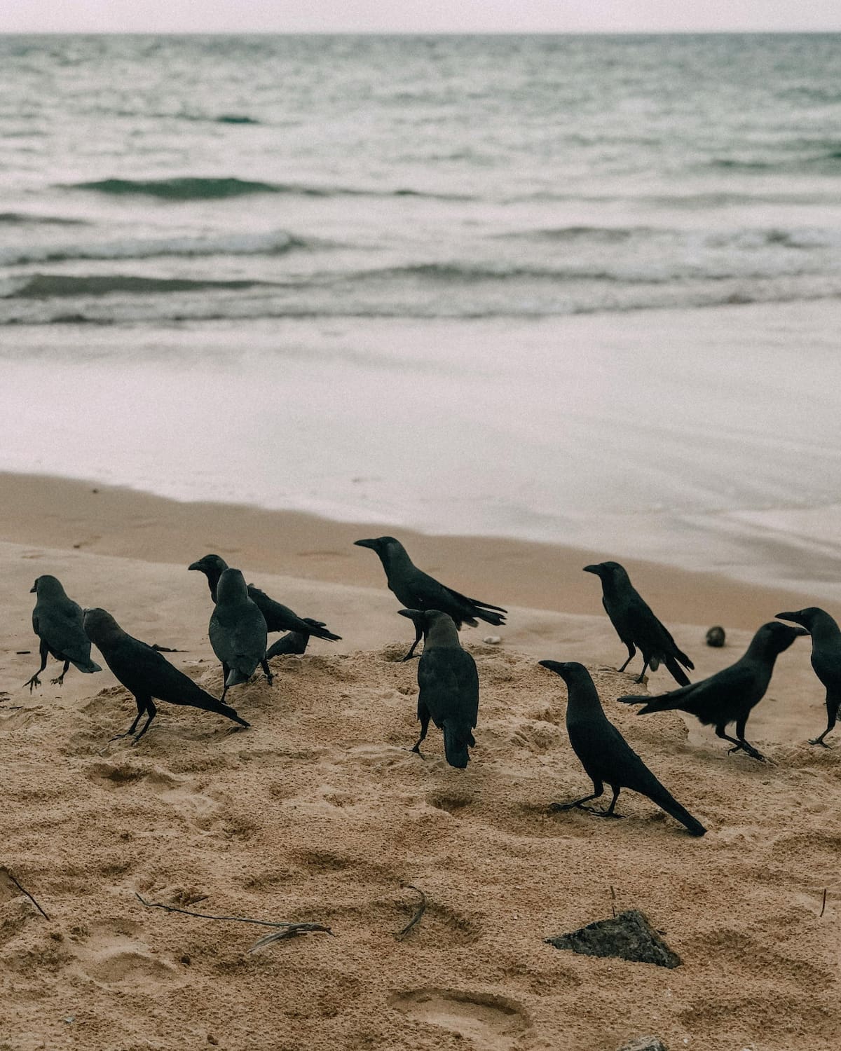 Cuervos. Foto: Pexels.