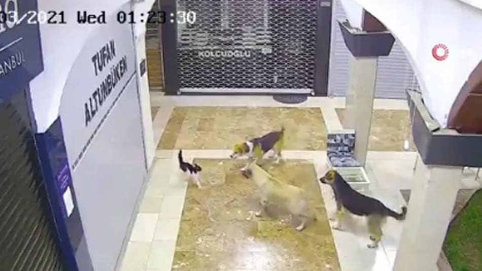 Una gata defiende a su cría de tres perros y se convierte en viral