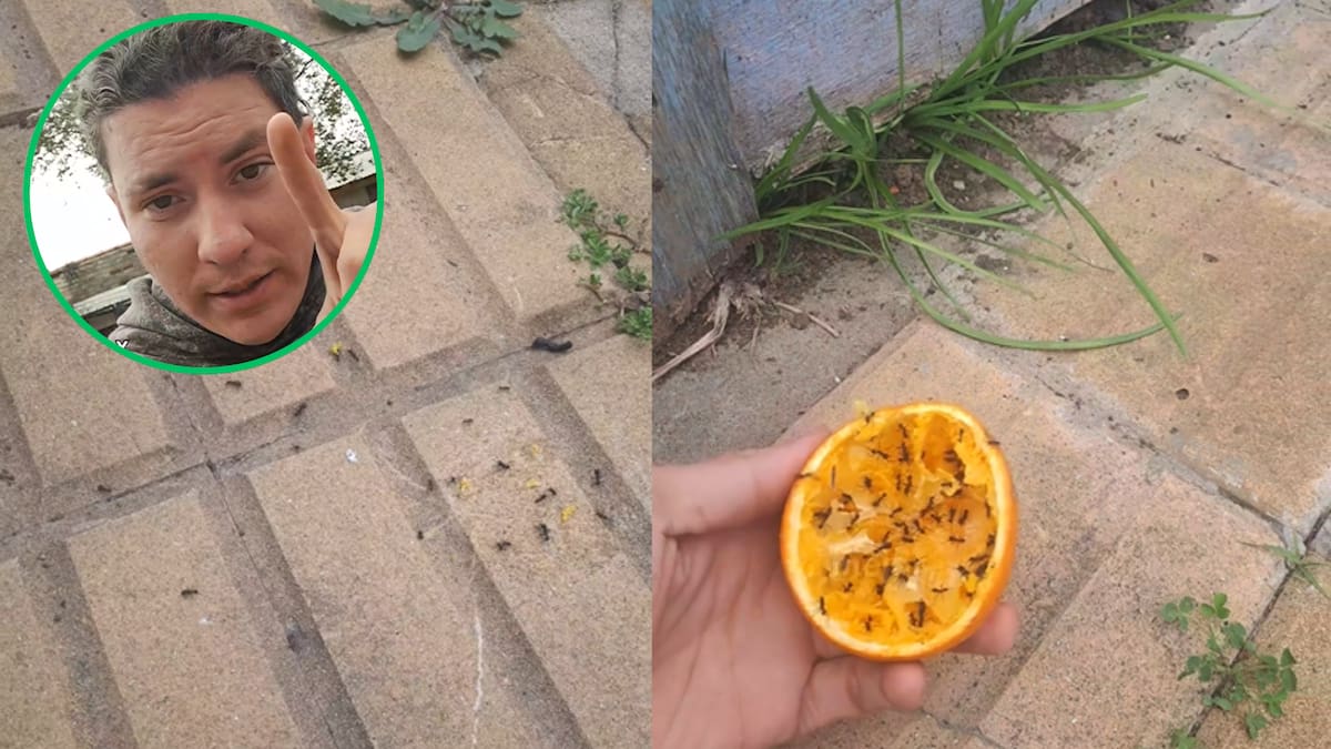 Maxi, el Pibe Huertero, compartió un método casero para proteger las plantas de las hormigas negras.