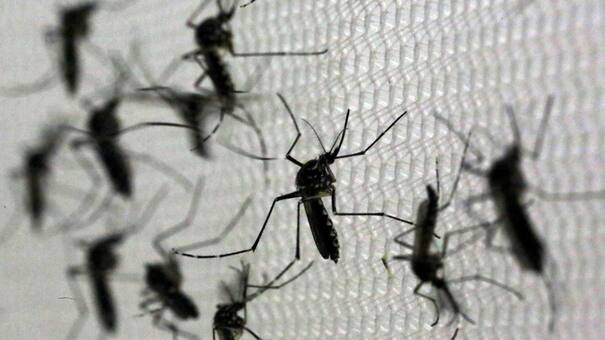 Aumento de casos de dengue: Chaco y Formosa son las provincias más afectadas