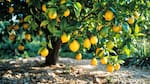 Un limonero saludable: el milagroso remedio casero con la cáscara de una fruta para salvar sus hojas y frutos