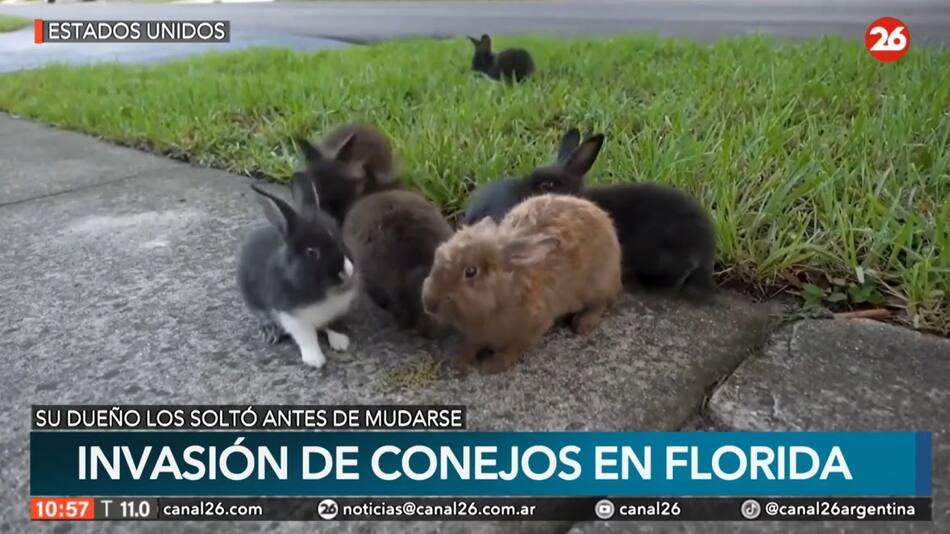 Invasión de conejos. Foto: Canal 26.