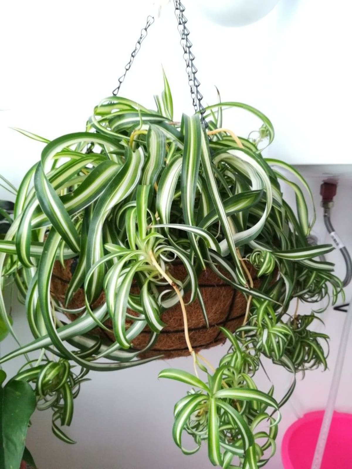 La cinta, la planta pet friendly ideal para el hogar