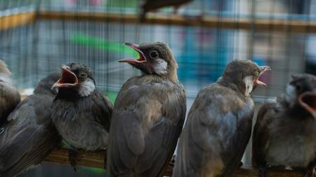 El canto de los pájaros. Foto: Unsplash.