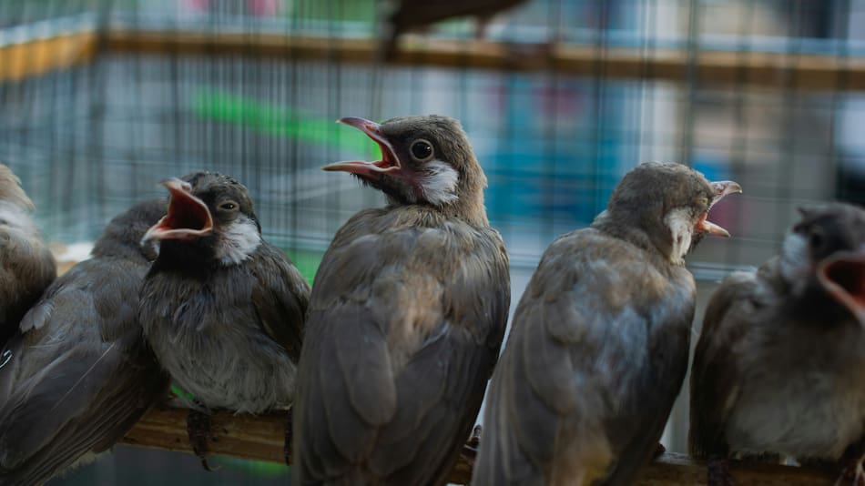 El canto de los pájaros. Foto: Unsplash.