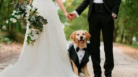Los perros pueden ser testigos de boda. Foto: X.