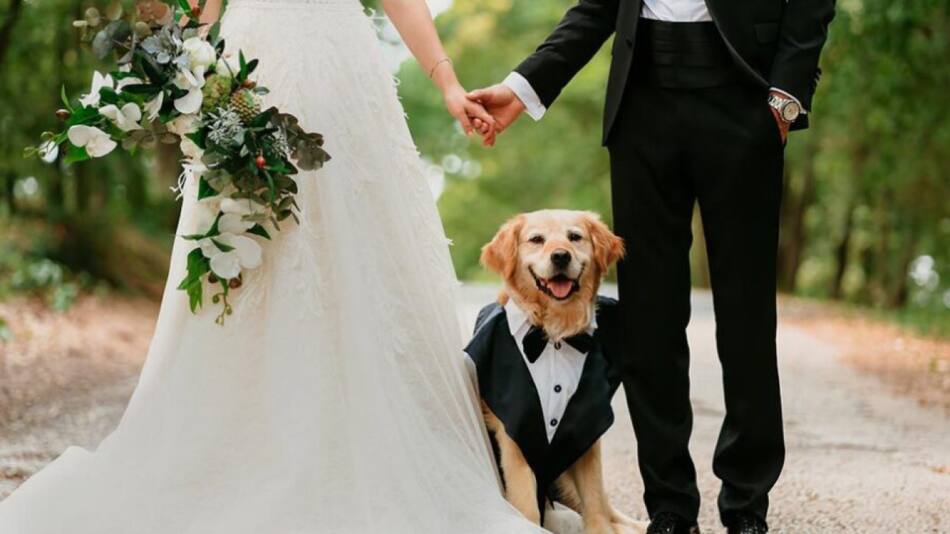 Los perros pueden ser testigos de boda. Foto: X.