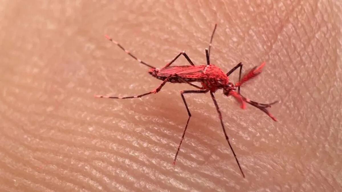 Mosquitos rojos de Mendoza. Foto: archivo.