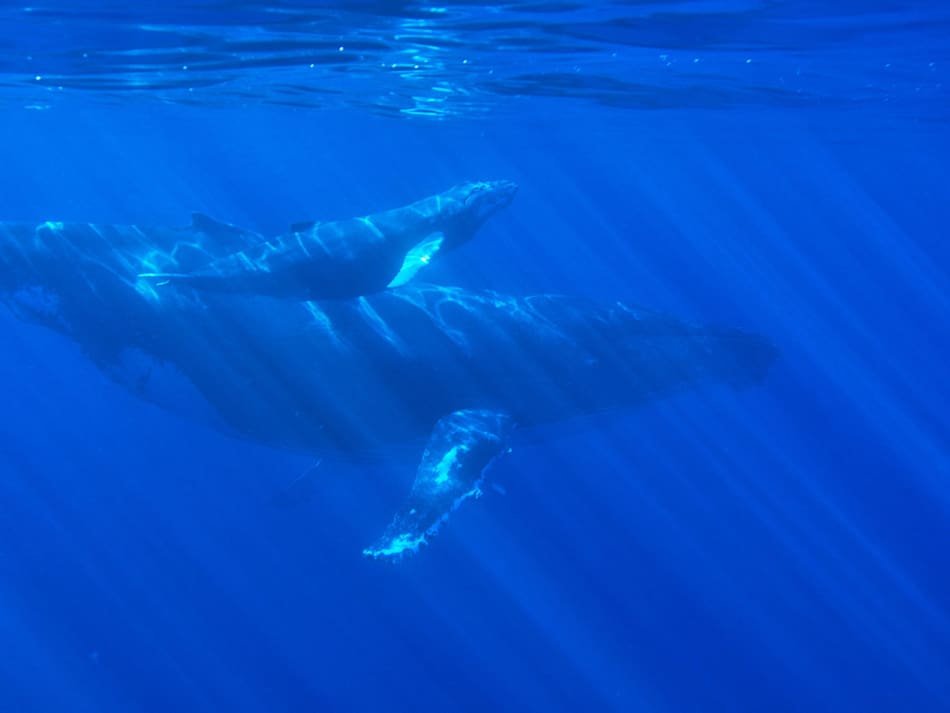 Ballenas en peligro de extinción. Foto: Unsplash
