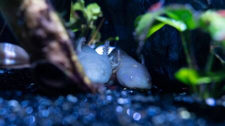 Se trata de un anfibio que vive toda la vida en el agua. Foto: Unsplash.