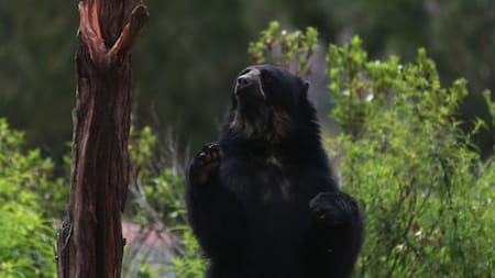 Preocupación por los osos andinos tras los incendios forestales en Perú. Foto: EFE.