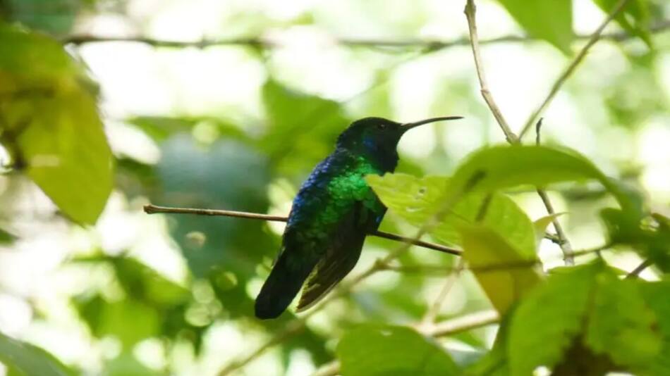 Colibrí ala de sable de santa marta. Foto: chapultepec