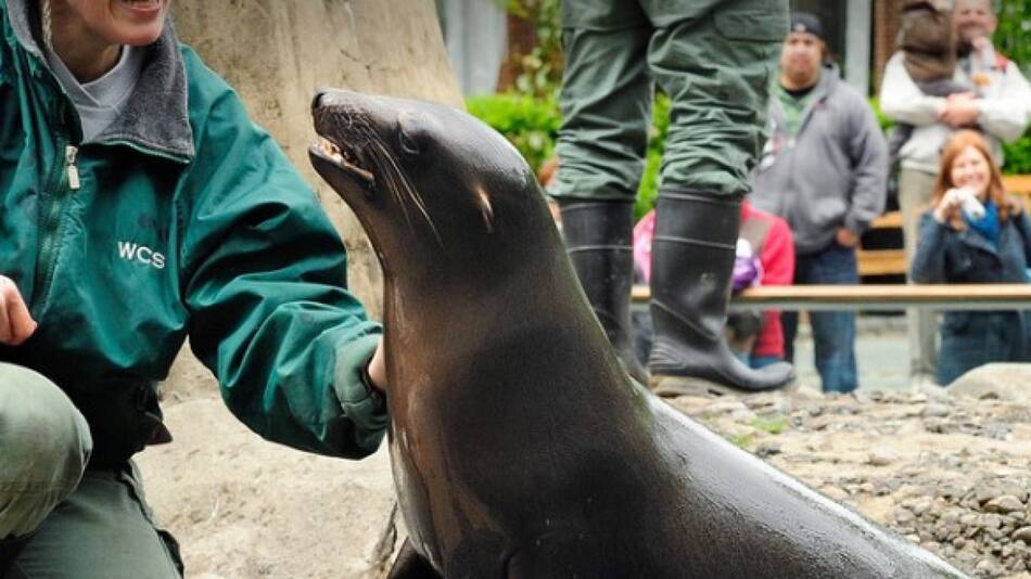 Lobo Marino. Foto: Captura del zoológico de Central Park