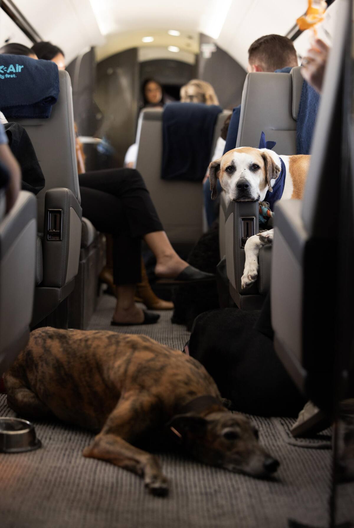 Aerolínea llamada "Air Ladrido" es una alternativa de lujo para perros viajeros. Foto: EFE.