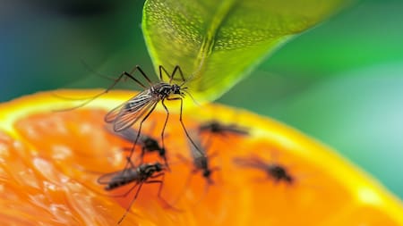 Cómo eliminar los bichos que posan en las frutas o plantas. Foto: Freepik.