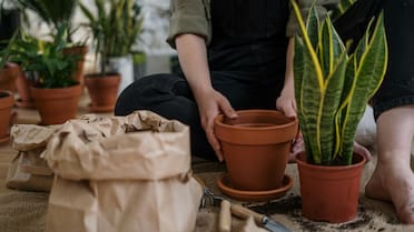 Ni grande ni chica: la maceta perfecta para que la lengua de suegra crezca correctamente