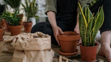 Agua y ajo para regar la lengua de suegra: por qué recomiendan hacerlo y para qué sirve
