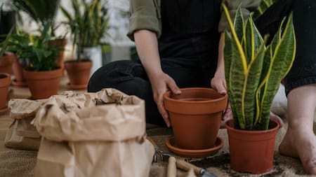La lengua de suegra prefiere la luz indirecta.