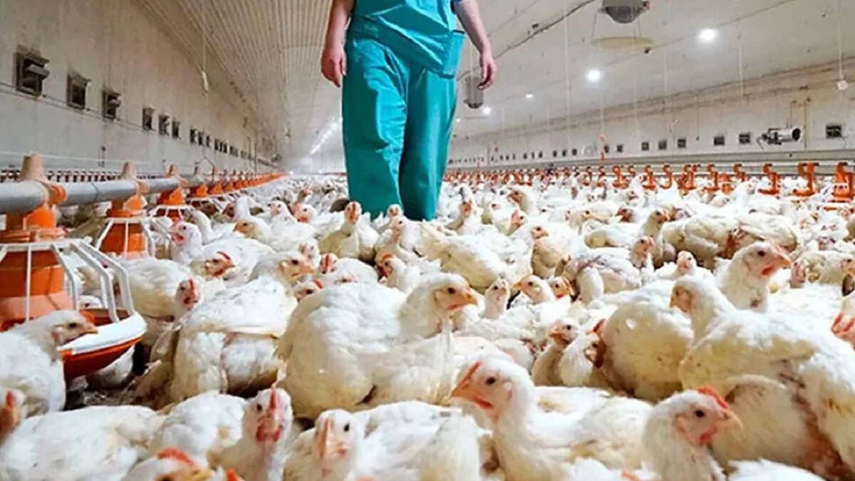 Gripe aviar. Foto: NA