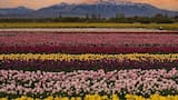 El jardín de tulipanes más hermoso de la Patagonia pudo ser de Chile: el rol clave de un grupo de galeses que eligieron ser argentinos