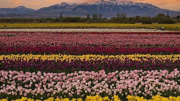 El jardín de tulipanes más hermoso de la Patagonia pudo ser de Chile: el rol clave de un grupo de galeses que eligieron ser argentinos
