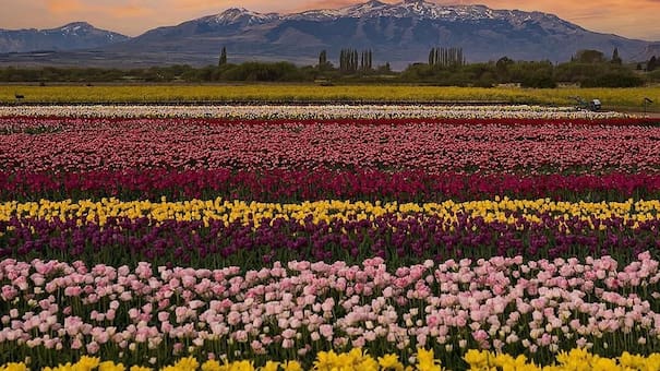 El jardín de tulipanes más hermoso de la Patagonia pudo ser de Chile: el rol clave de un grupo de galeses que eligieron ser argentinos