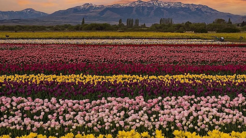 Los tulipanes más famosos