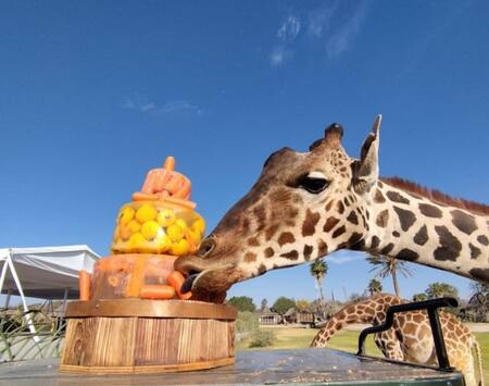 La jirafa Benito. Foto Twitter @GregoryCamacho.