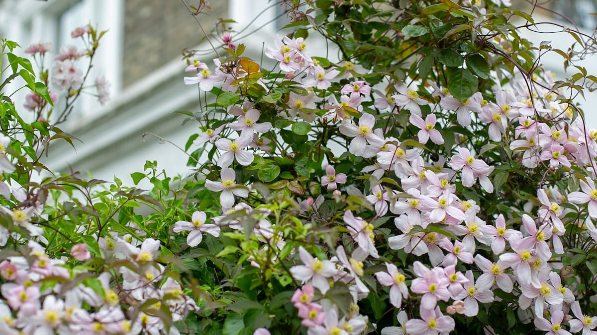 Clematis.