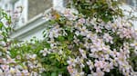 La planta trepadora que todo amante del jazmín debe tener: es de fácil cuidado y tiene flores preciosas