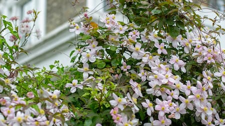 La planta trepadora que todo amante del jazmín debe tener: es de fácil cuidado y tiene flores preciosas