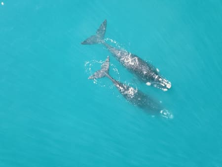 Ballena. Foto: Rewilding Argentina.